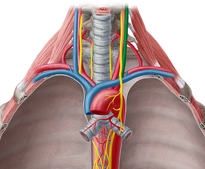 Left internal jugular vein (#10375)