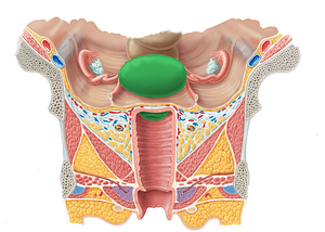 Uterus (#9864)