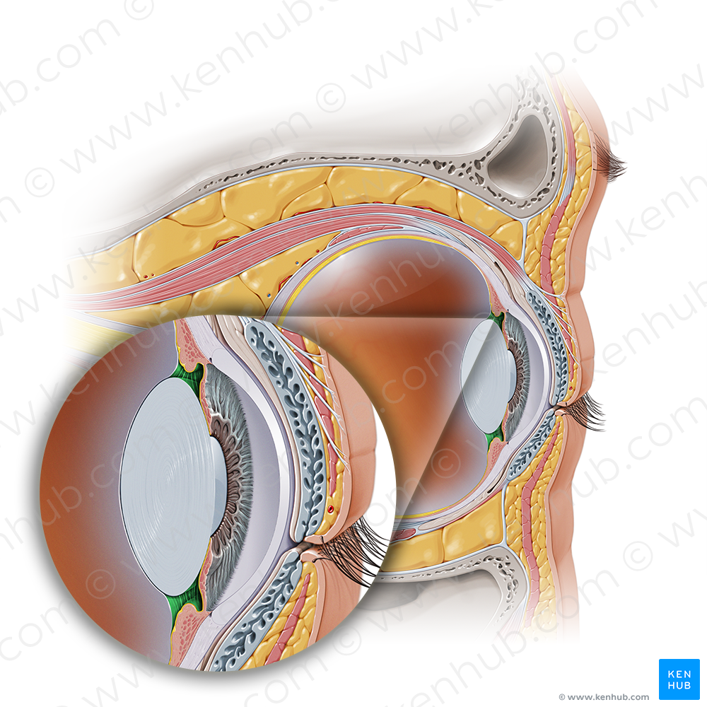 Posterior chamber of eyeball (#2302)