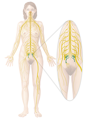 Coccygeal plexus (#7983)