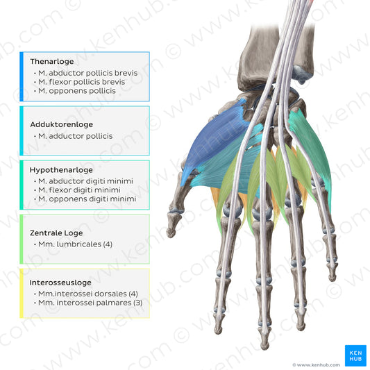 Muscles of the hand: Overview (German)