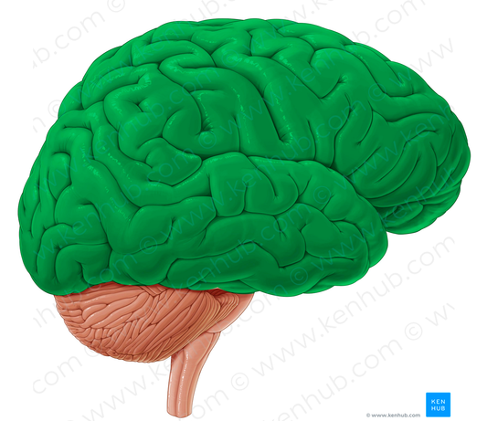 Cerebrum (#11351)