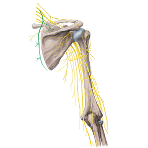 Dorsal scapular nerve (#21778)