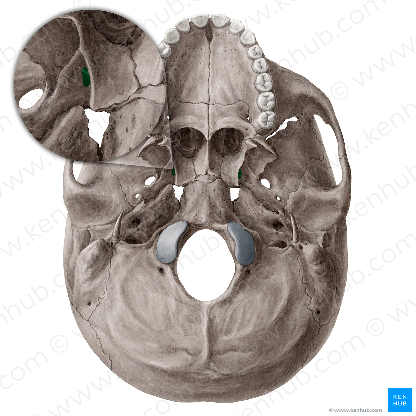 Scaphoid fossa of sphenoid bone (#21531)