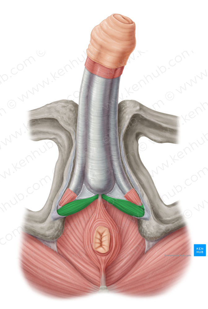 Superficial transverse perineal muscle (#6124)