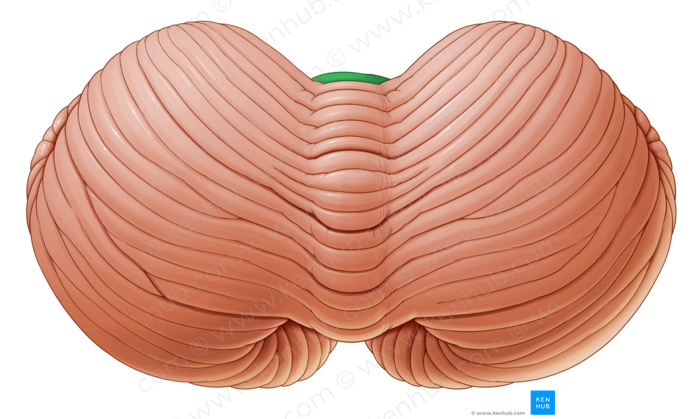 Central lobule of vermis (#4757)