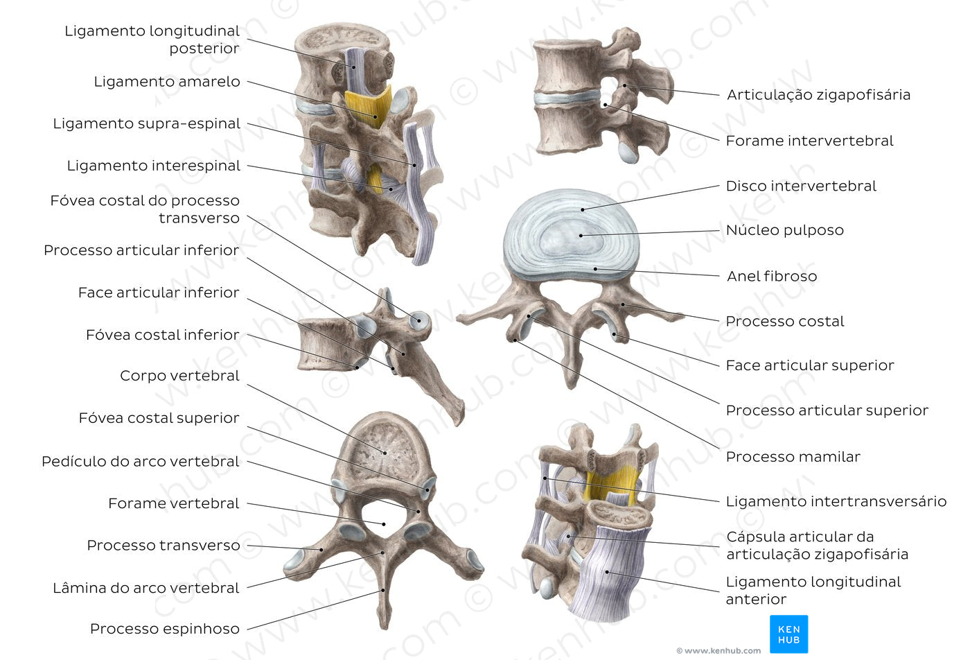 Thoracic and lumbar spines (Portuguese)