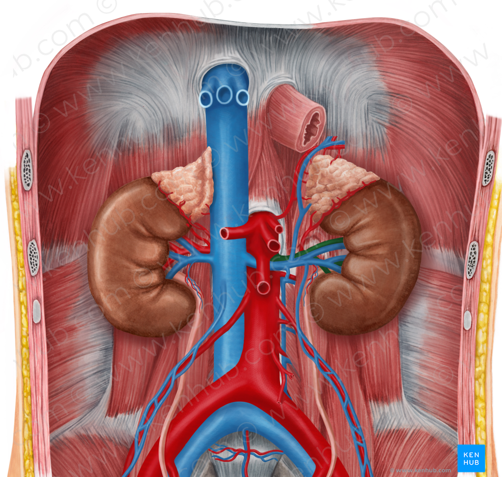 Left renal artery (#1751)