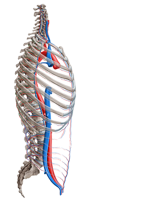 Posterior intercostal vein (#16379)