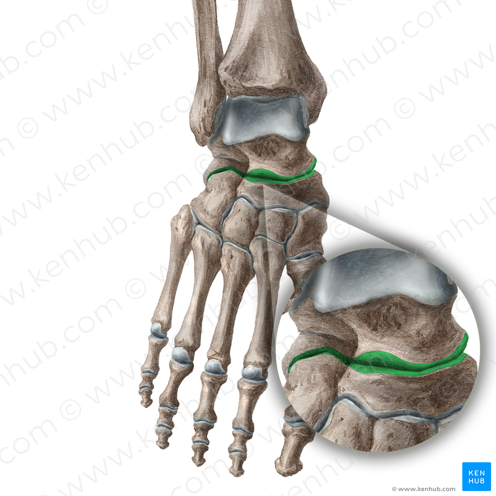 Transverse tarsal joint (#19149)