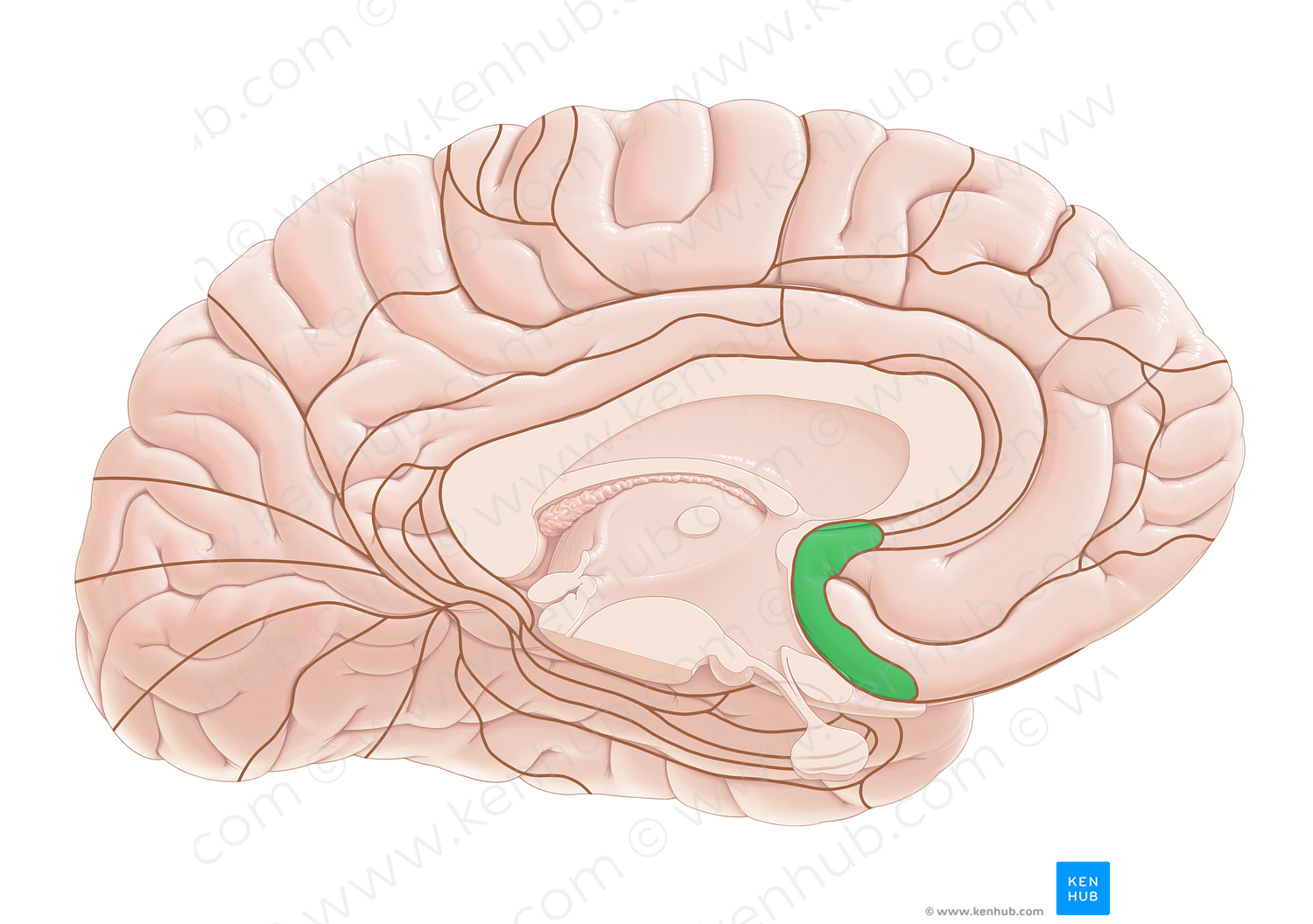 Brodmann area 25 (#17975)