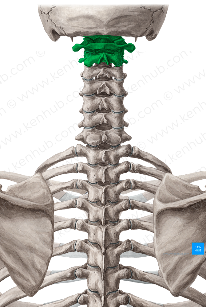 Craniovertebral joints (#117)