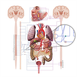 Aorticorenal ganglia (#18565)