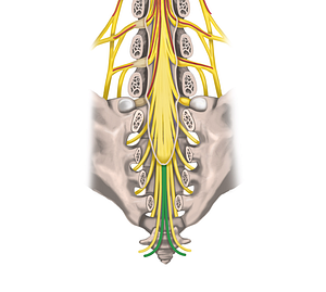 Coccygeal nerve (#6352)
