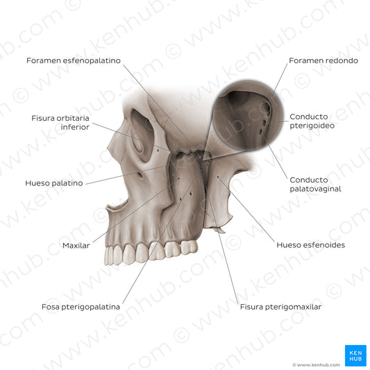 Structure of pterygopalatine fossa (Spanish)