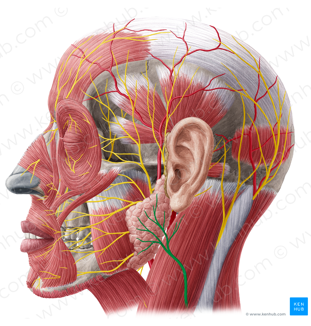 Great auricular nerve (#6330)