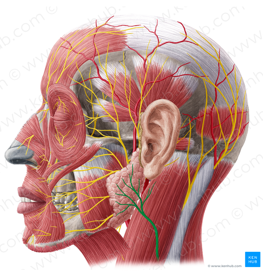 Great auricular nerve (#6330)