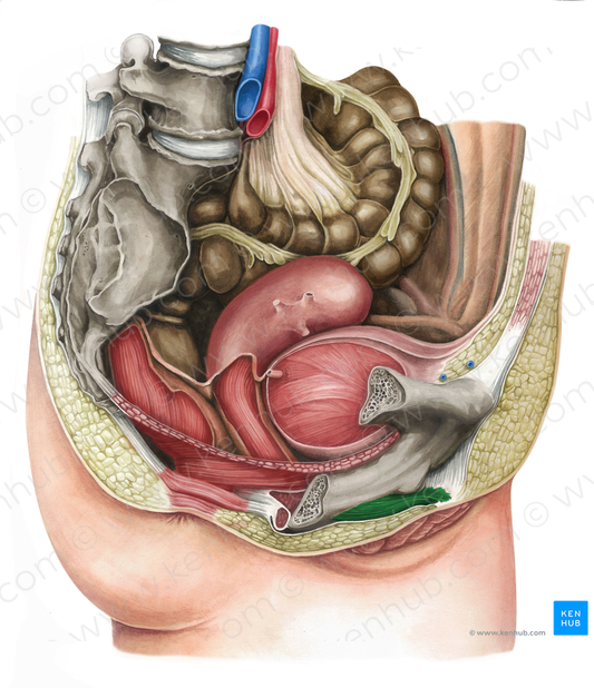 Ischiocavernosus muscle (female) (#5511)