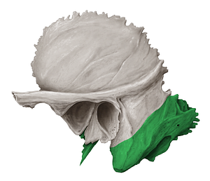 Petrous part of temporal bone (#21965)