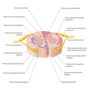 Spinal cord: Cross section (ascending and descending tracts) (Portuguese)