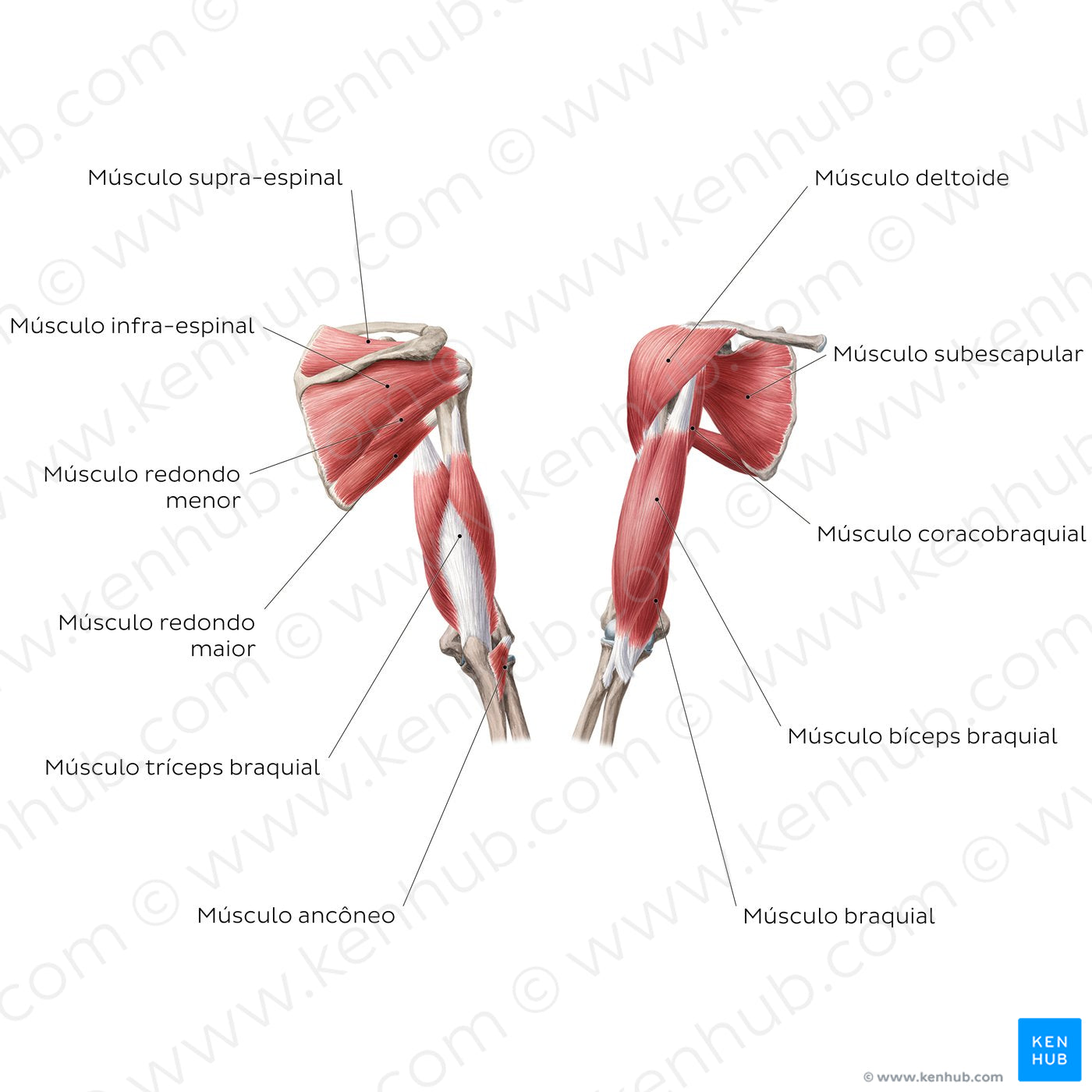 Muscles of the arm and shoulder (Portuguese)
