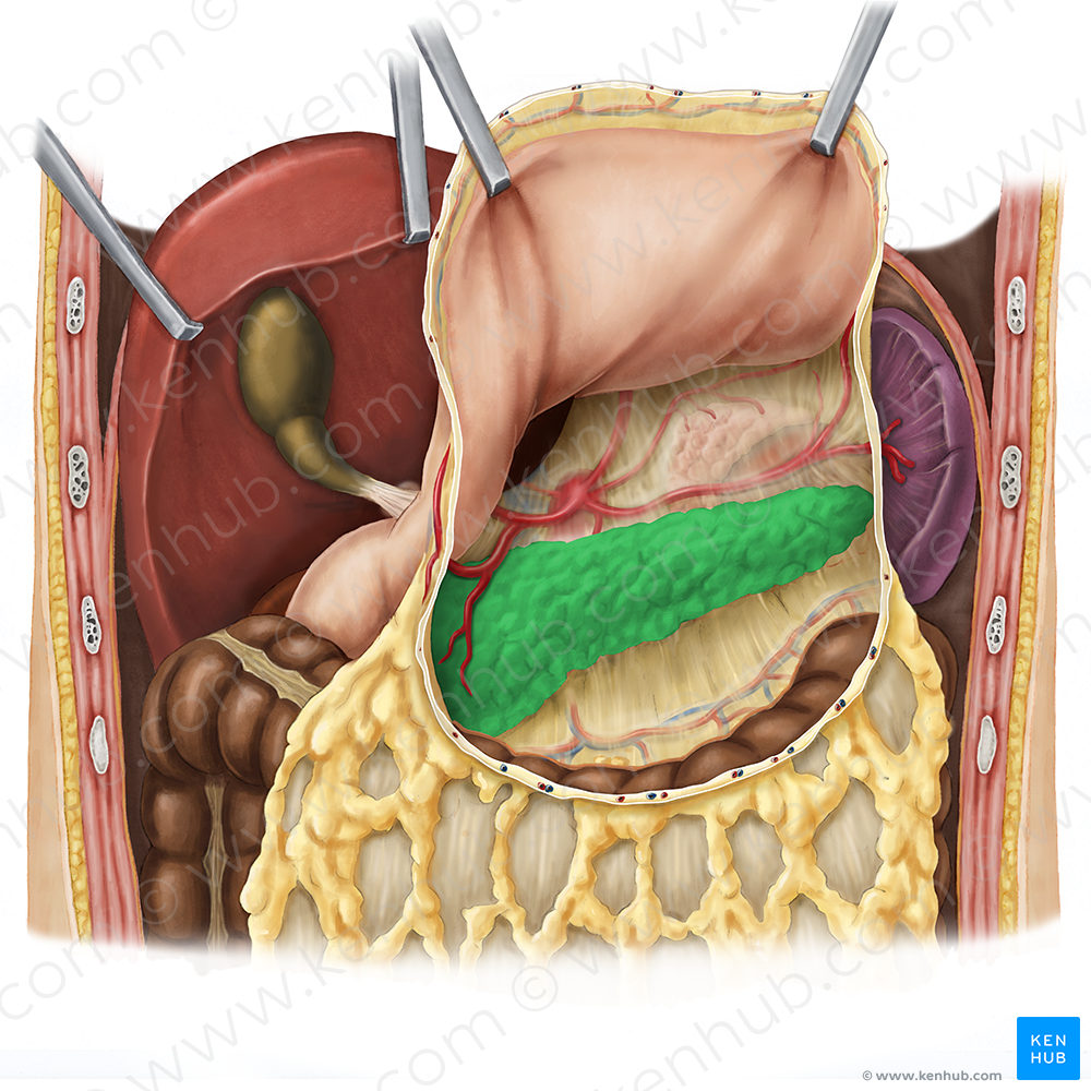 Pancreas (#7612)