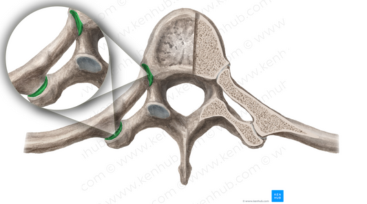 Costovertebral joints (#19157)