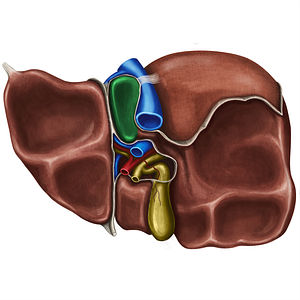Caudate lobe of liver (#4775)