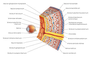 Retina I (Latin)