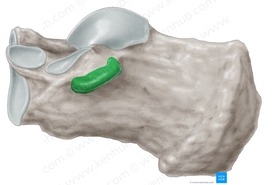 Sustentaculum tali of calcaneus (#9352)