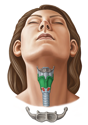 Thyroid cartilage (#11632)