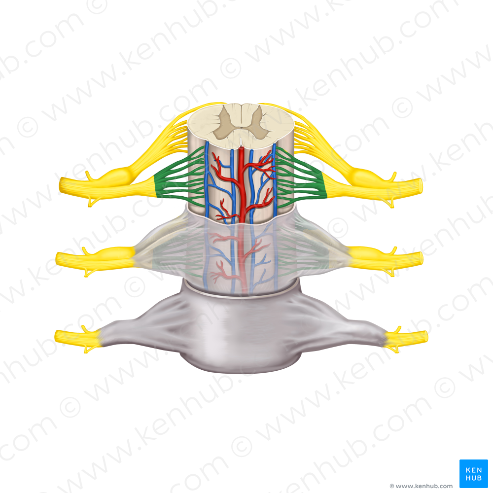 Rootlets of anterior root (#3640)