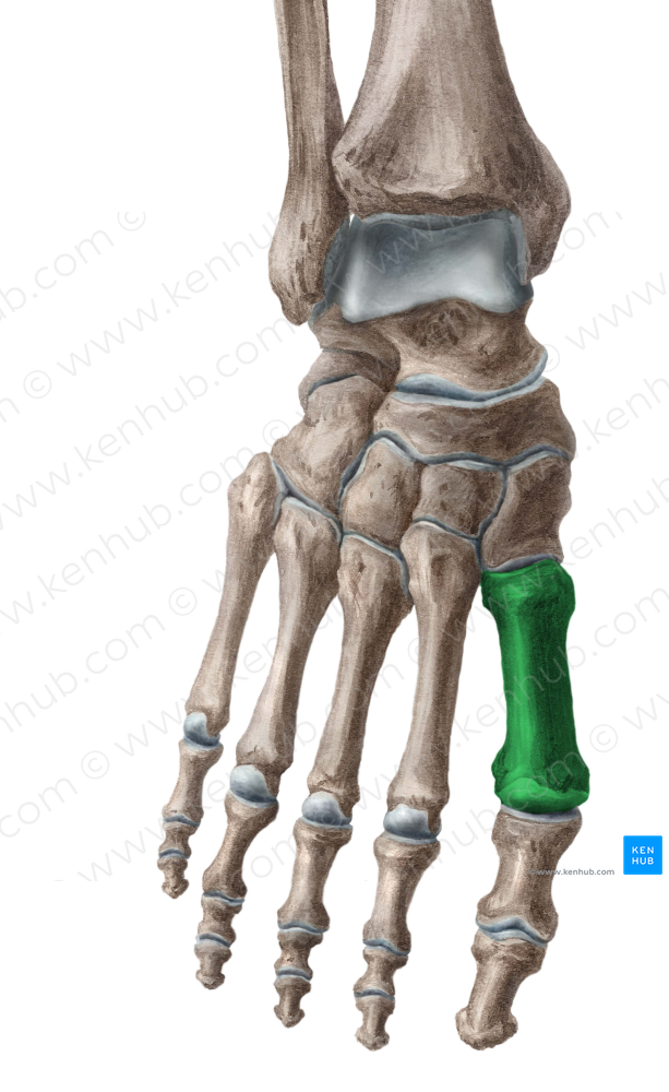 1st metatarsal bone (#7423)