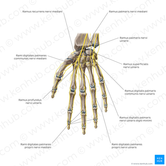 Nerves of the hand: Palmar view (Latin)