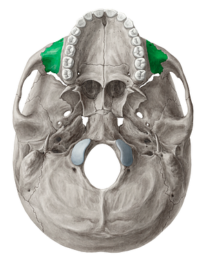 Zygomatic process of maxilla (#8361)
