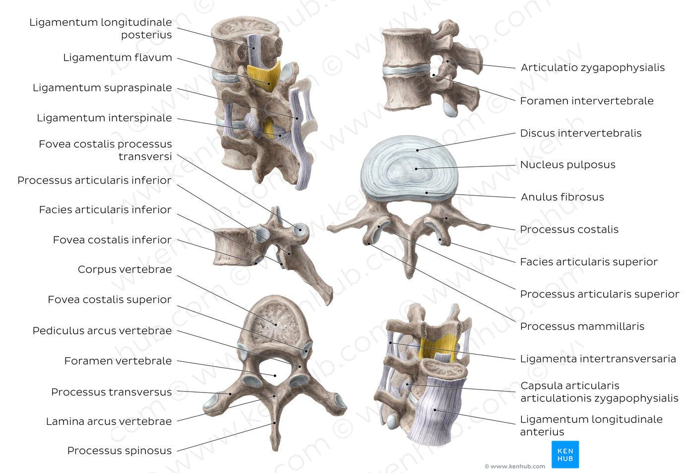Thoracic and lumbar spines (Latin)