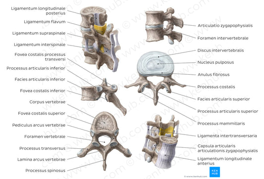 Thoracic and lumbar spines (Latin)