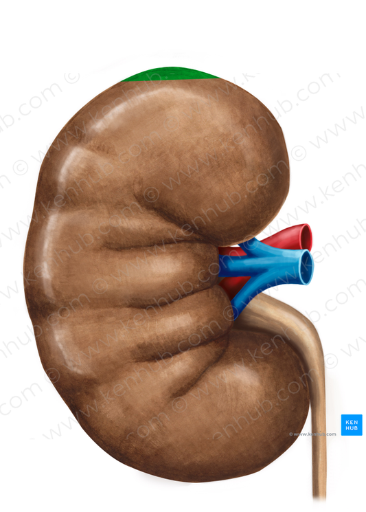 Superior extremity of kidney (#3443)