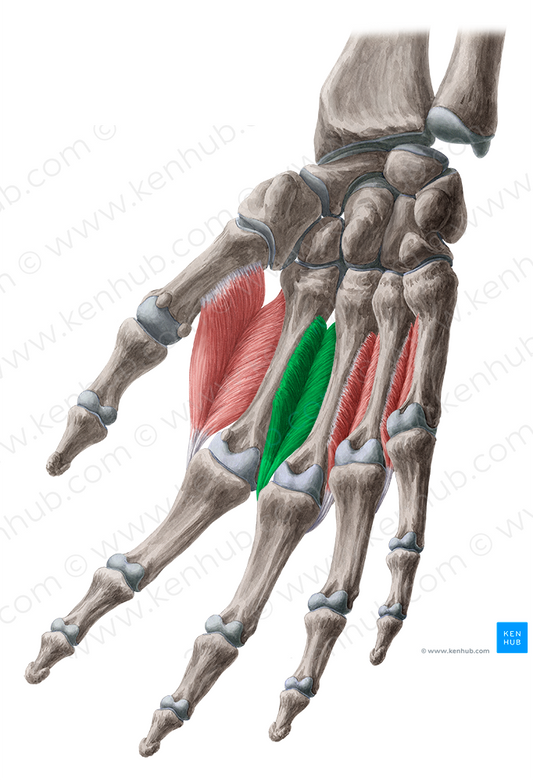 2nd dorsal interosseous muscle of hand (#5492)