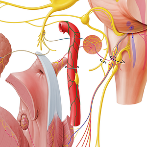 Internal carotid plexus (#7967)