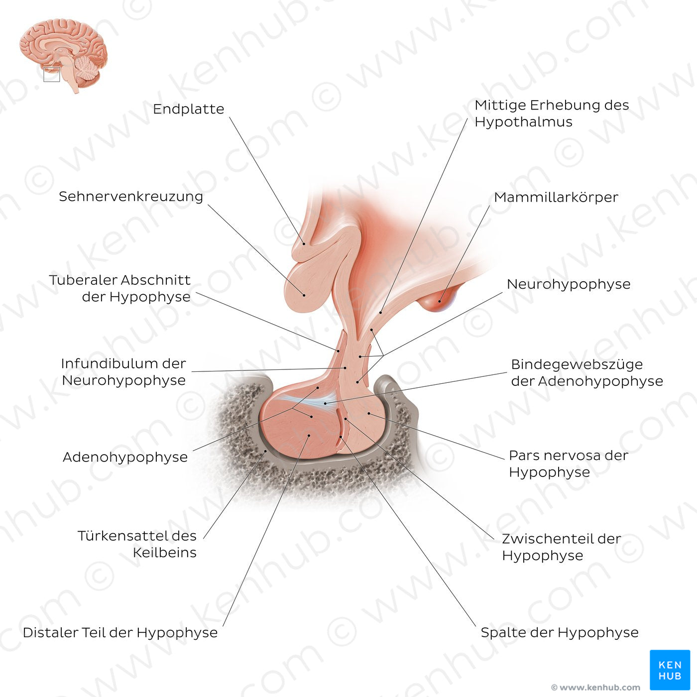Pituitary gland (German)