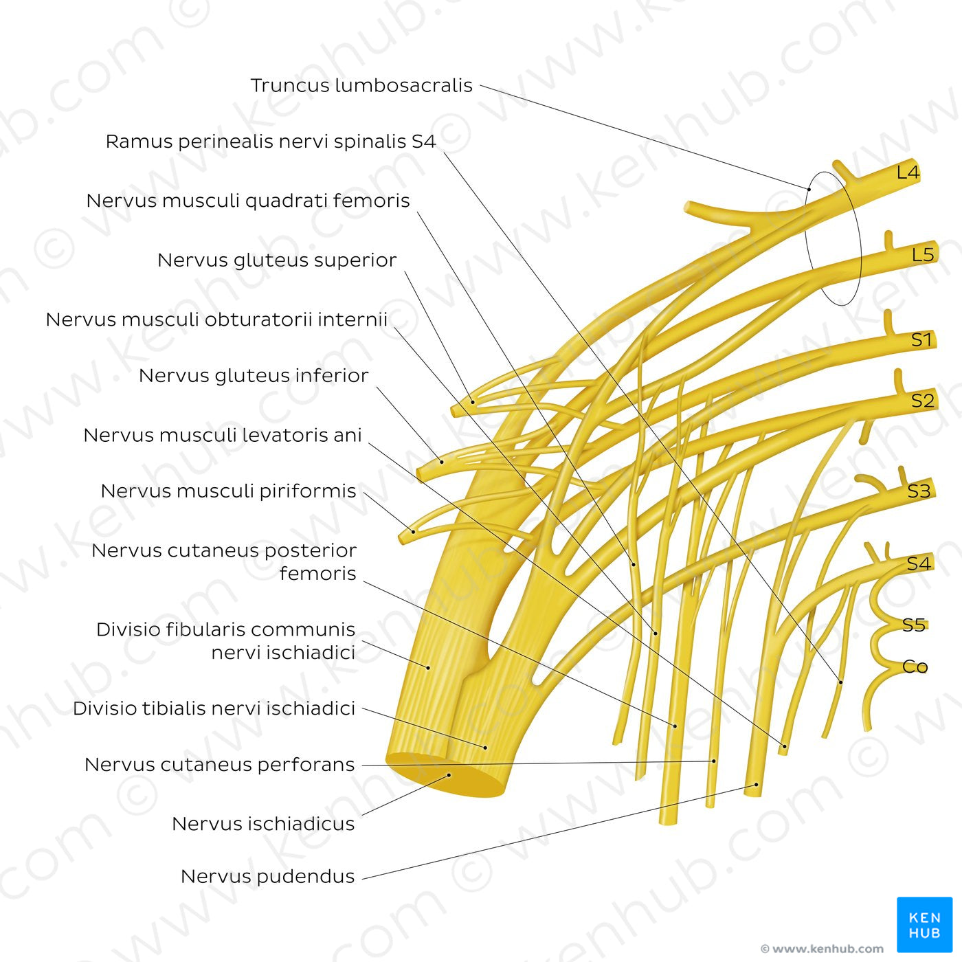 Sacral plexus (Latin)