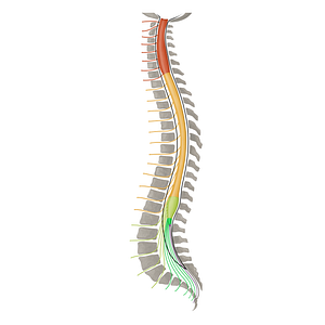Spinal nerves S1-S5 (#16437)