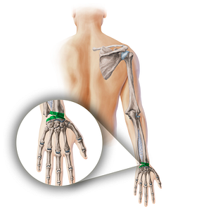 Radiocarpal joint (#19894)