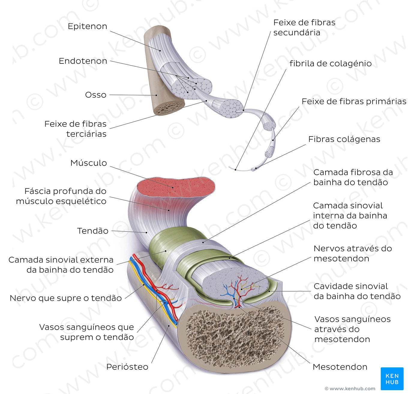 Tendon (Portuguese)