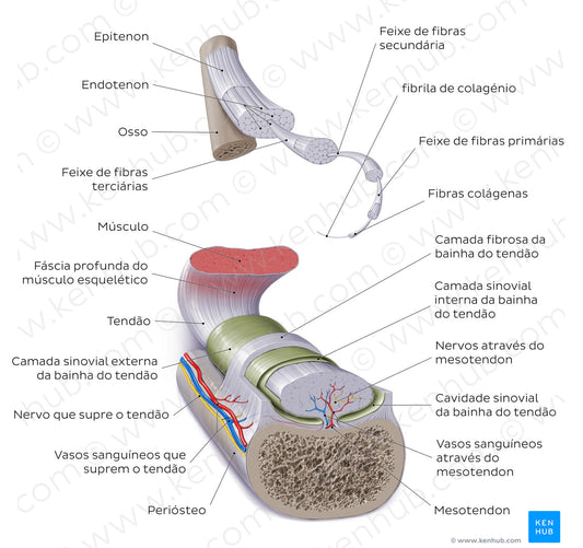 Tendon (Portuguese)