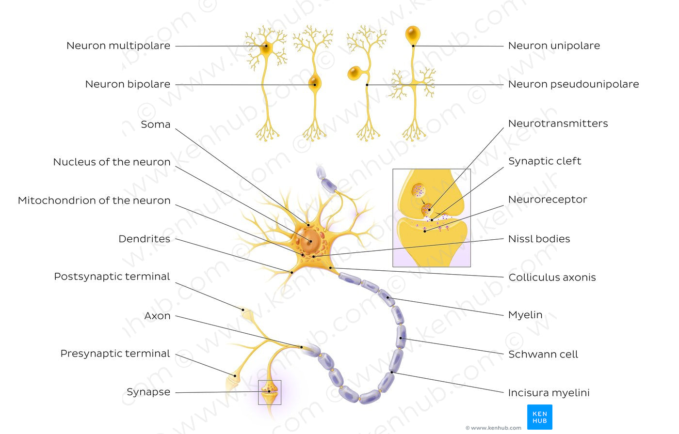 Neurons: Structure and types (Latin)