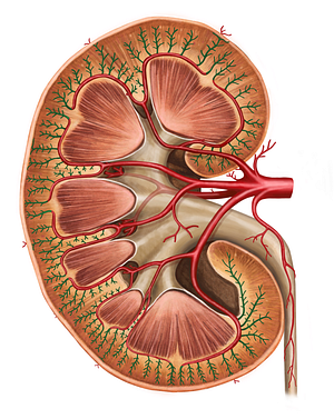 Interlobular arteries of kidney (#1161)