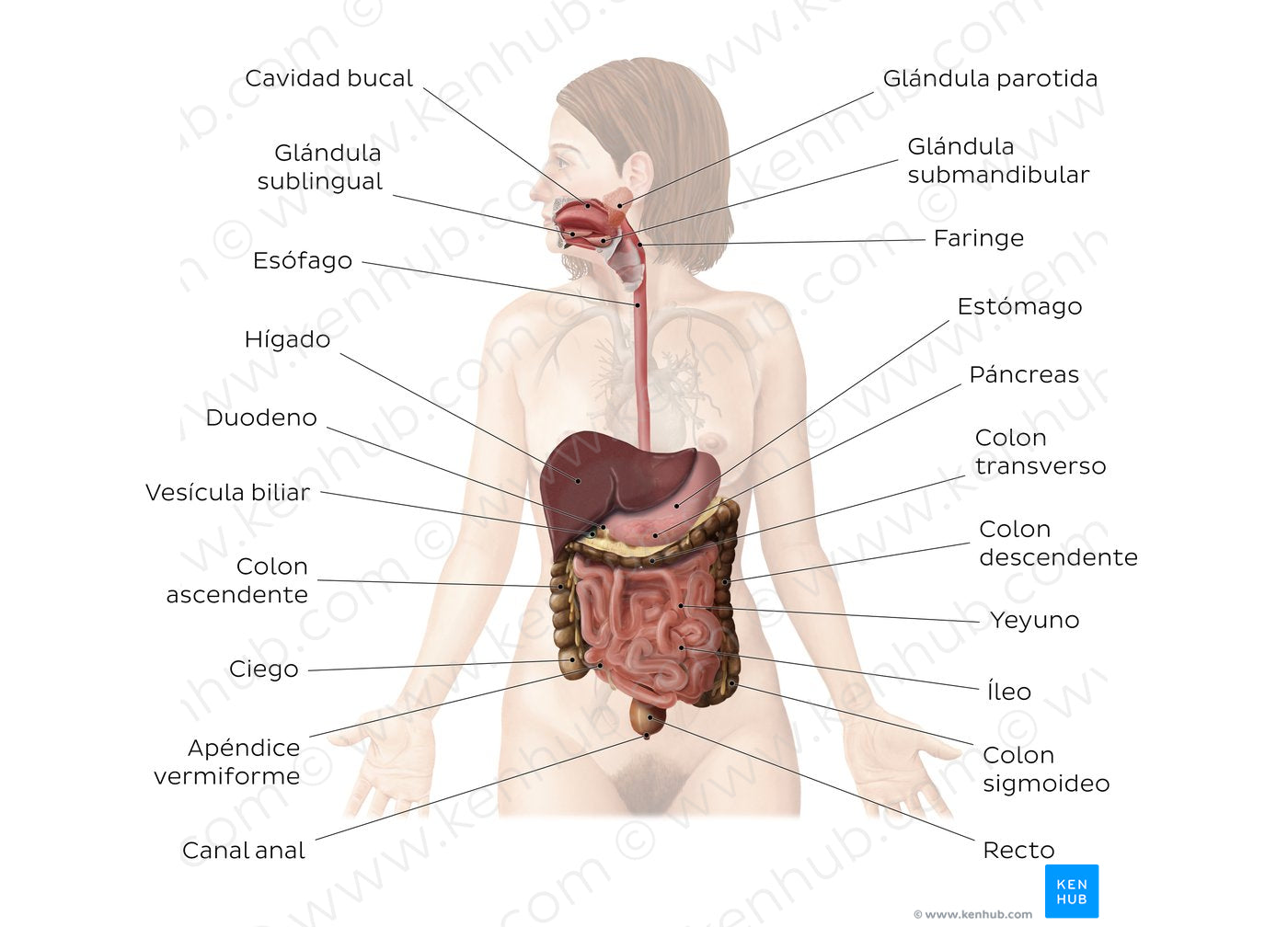 Digestive system (Spanish)