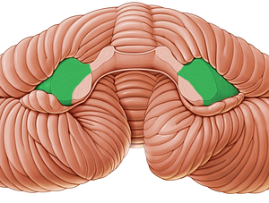 Middle cerebellar peduncle (#7829)